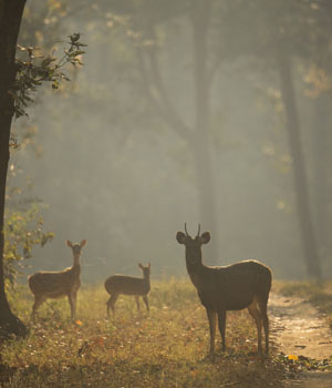 kanha